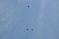 DSC_0272_resize